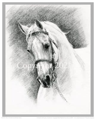 Horse Limited Edition Print 'Silver Patriarch' by Kristine Nason