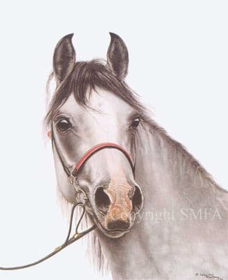 Horse Open Edition Print 'White Cossack' by Lesley Ann Hartman