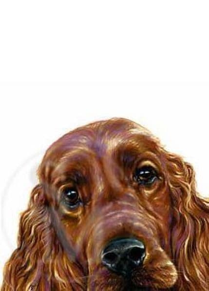 Irish Setter Blank Greetings Card 'Irish Setter Head' by Paul Doyle C282