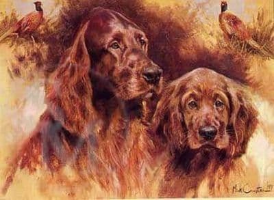 Irish Setter Blank Greetings Card 'Irish Setters' by Mick Cawston B52