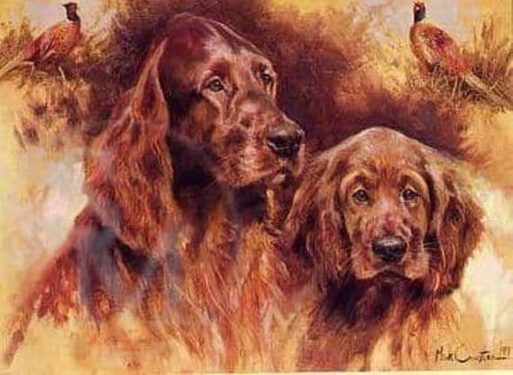 Irish Setter Blank Greetings Card 'Irish Setters' by Mick Cawston B52