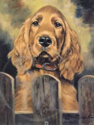 Irish Setter Greetings Card Irish Eyes by John Trickett C159