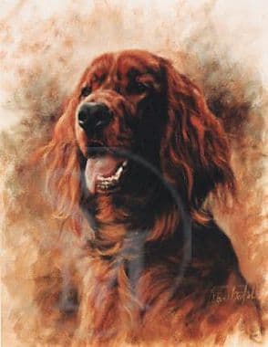 Irish Setter Limited Edition Print 'Irish Setter Head Study' by David Barfield
