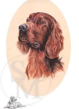 Irish Setter Open Edition Print 'Irish Setter' by Josephine Copley