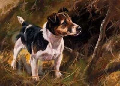 Jack Russell Blank Greetings Card 'Jack' by John Trickett C265