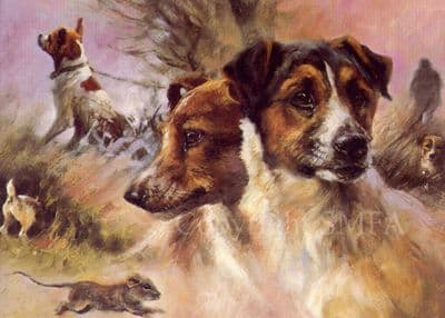Jack Russell Blank Greetings Card Jack Russell Terriers by Mick Cawston B33