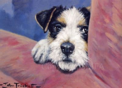 Jack Russell Greetings Card 'Peeping Tom' by John Trickett C131