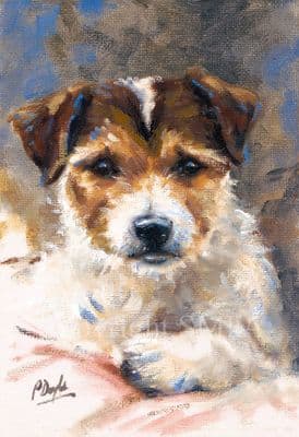 Jack Russell Terrier Blank Greetings Card 'Jack' by Paul Doyle C436