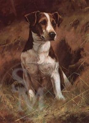 Jack Russell Terrier Blank Greetings Card 