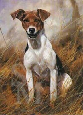 Jack Russell Terrier Blank Greetings Card 'The Scrapper' by John Trickett C25