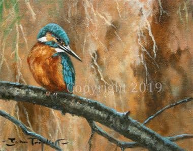 Kingfisher Limited Edition Print 'Kingfisher' by John Trickett
