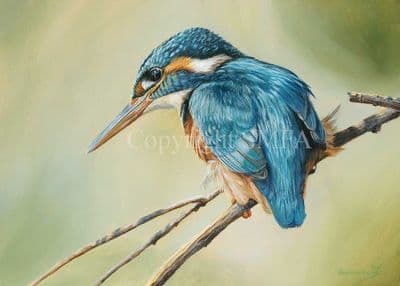Kingfisher Limited Edition Print 'The Inquirer' by Ben Waddams