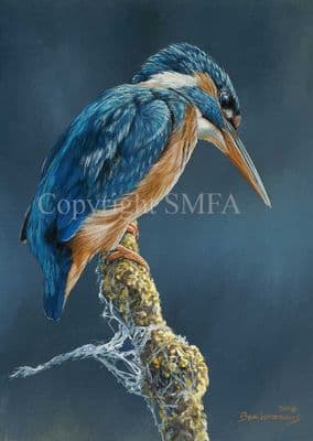 Kingfisher Limited Edition Print 'The Snag' by Ben Waddams
