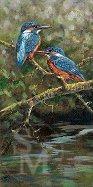 Kingfisher Open Edition Print 'Waterside Tyrst' by John Trickett