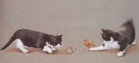 Kitten Print 'The One That Got Away' by Rob Woods
