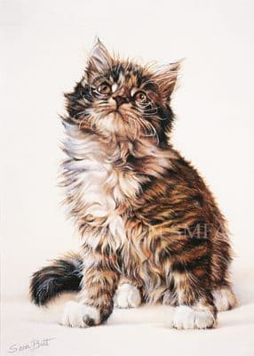 Kitten Tabby Cat Blank Greetings Card 'Tabby Kitten' by Sara Butt C93