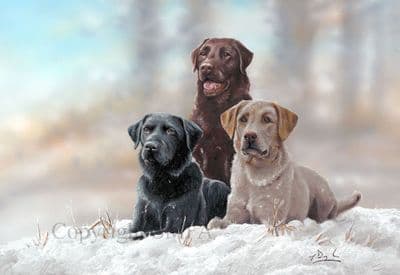 Labrador Christmas Card 'Multicoloured' by Paul Doyle C674x