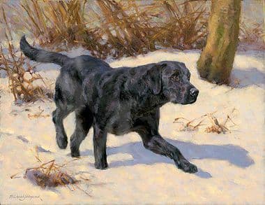Labrador Limited Edition Print 'Stepping Out' by Frederick Haycock