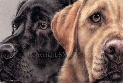 Labrador Limited Edition Print 'The Eyes Have It'  by Angela Davidson