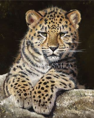 Leopard Cub Limited Edition Print 'Leopard Cub' by Pip McGarry