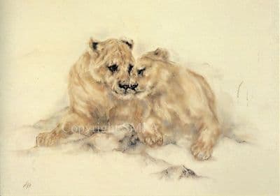 Lion Cub Blank Greetings Card 'Brotherly Love' by Nikki Crane B96