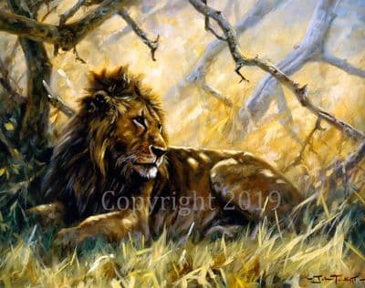 Lion Limited Edition Print 'His Majesty' by John Trickett
