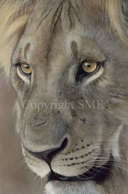 Lion Limited Edition Print 'Lion King' by Pip McGarry