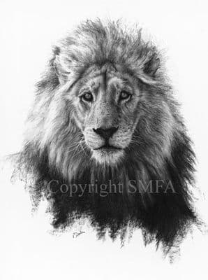 Lion Limited Edition Print 'With Age Comes Wisdom' by Paul Doyle