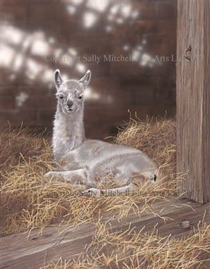 Llama Limited Edition Print 'Bedtime' by Paul Doyle