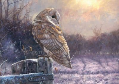 Looking Back' Pack of 10 Barn Owl Christmas Cards by John Trickett