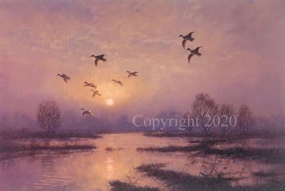 Mallard Limited Edition Print 'Mallard at Sunset' by Julian Novorol