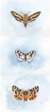 Moth Open Edition Print 'Moths' by Lesley Ann Hartman