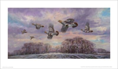 Near Covey Ltd Edition Partridge Print by John Trickett