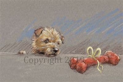 Norfolk Terrier Christmas Card 'The Best Present!' by Paul Doyle C604X