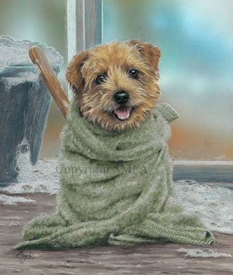Norfolk Terrier Limited Edition Print 'Grooming for the Gorgeous' by Paul Doyle