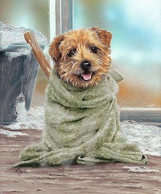 Norfolk Terrier Limited Edition Print 'Grooming for the Gorgeous' by Paul Doyle
