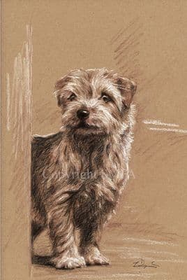 Norfolk Terrier Limited Edition Print 'Just Around the Corner' by Paul Doyle