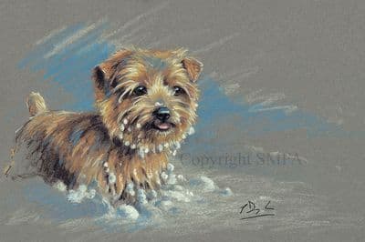Norfolk Terrier Limited Edition Print 'Norfolk' by Paul Doyle