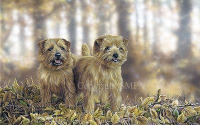 Norfolk Terrier Limited Edition Print 'Norfolk Gold' by Paul Doyle