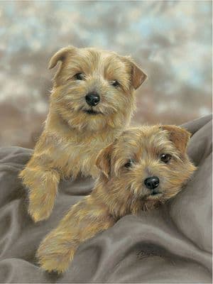 Norfolk Terrier Limited Edition Print 'Norfolk Terriers' by Paul Doyle
