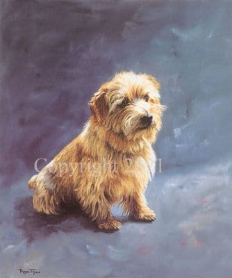 Norfolk Terrier Limited Edition Print 'Stay' by Pippa Thew
