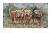 Norfolk Terrier Limited Edition Print 'The Norfolk Branch' by Paul Doyle DOYG-180