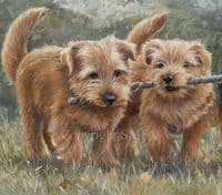 Norfolk Terrier Limited Edition Print 'The Norfolk Branch' by Paul Doyle DOYG-180
