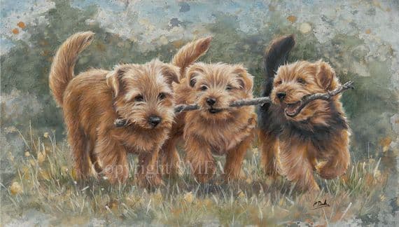 Norfolk Terrier Limited Edition Print 'The Norfolk Branch' by Paul Doyle DOYG-180