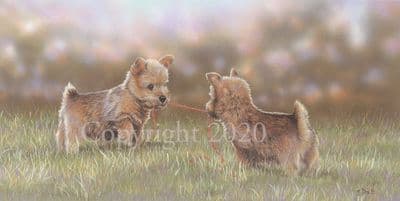Norfolk Terrier Limited Edition Print 'Tug of Love' by Paul Doyle