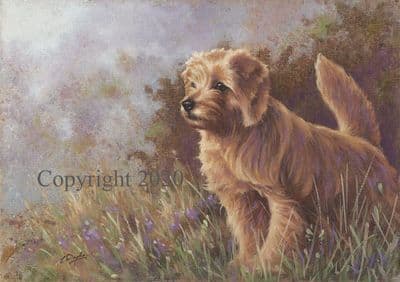 Norfolk Terrier Original Painting 'Norfolk Youngster' by Paul Doyle