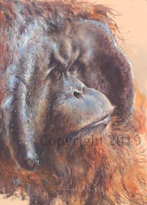 Orangutan Original Watercolour Painting 'Orangutan' by Jonathan Walker