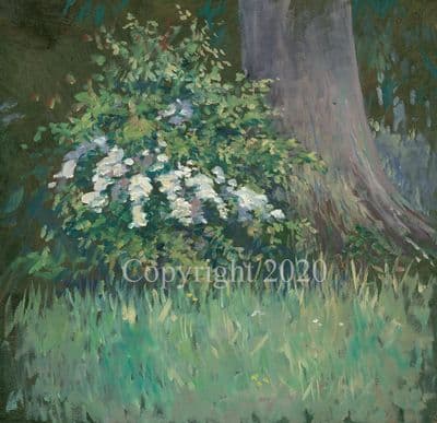 Original Oil Painting 'Study of May Blossom' by Malcolm Coward