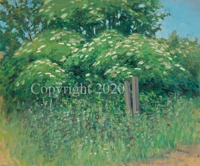 Original Oil Study 'Elder Flower' by Malcolm Coward
