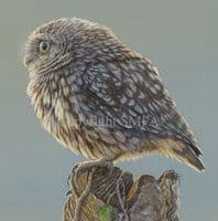 Owl Limited Edition Print 